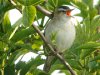 Sedge Warbler at Two Tree Island (East) (Steve Arlow) (71273 bytes) Sedge Warbler at Two Tree Island (East) (Steve Arlow) (71273 bytes)